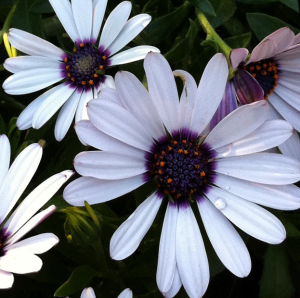 African Daisies, photo by Mary Lester