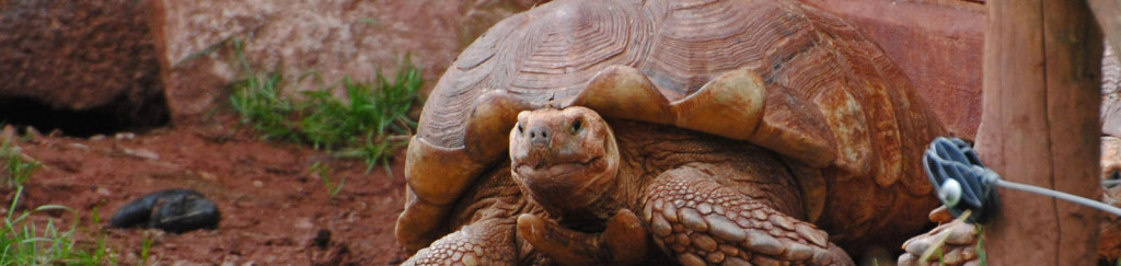 tortoise digiday image