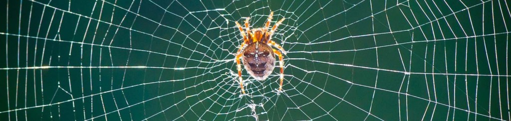 spiderweb digiday